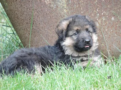 Prodáme štěňata NO s PP